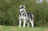 SIBERIAN HUSKY 826